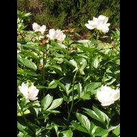 Paeonia cv Chalice (fam. Paeoniacees) (1)